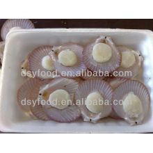 Whole Frozen Sea Scallop